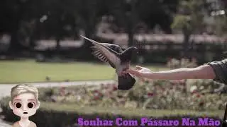 Sonhar Com Passaro Na Mão Qual O Significado Da Psicologia  FULL HD