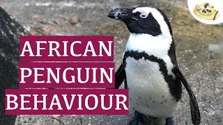 African Penguin (Spheniscus demersus) Behaviour at Birdworld