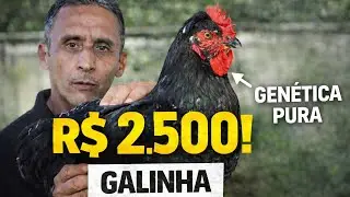 GALINHA de R$ 12.500: por que ele não vende por menos disso