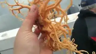 Gorgonocephalus es un g&eacute;nero de estrellas de canasta marinas.