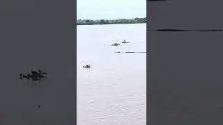 sweet water crocodile🐊🐊#crocodile #rivervideo #waterways #viralvideo