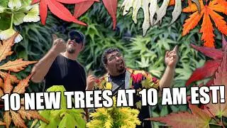 Rare Japanese Maples, Weeping Wonders & a Dwarf Conifer That Glows! 🌱 | 10@10 Drop &ndash; Sept 11, 2025