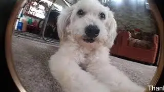 My Cute Adopted Zhih Tzu Name Peejee