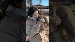 Cute Pet Monkey Runs for Milk 🥹🐒 | Pure Love Moment #Shorts #CuteMonkey #AnimalLove #CuteAnimals