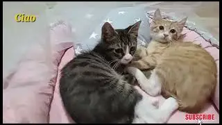 I gatti carini stanno bene ovunque. | 26 giugno 2024 | #cat #catlover #trend #kittens #youtubevideo