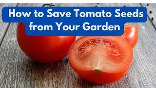 How to Save Tomato Seeds from Your Garden