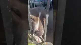 Poor dog 🐶                     #rescuedog  #rescue #puppy #explorepage #explore #fypシ゚viral#shorts