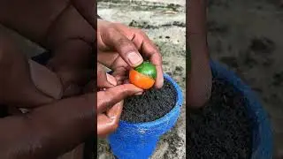 How to grow lemon vs tomato at home#abbasi  garden#viral #foryou