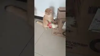 Chicken vs Cat Fight
