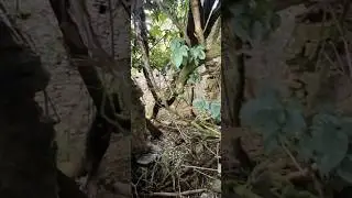 Look inside #tree #house #youtube #shorts #nature #brilliant
