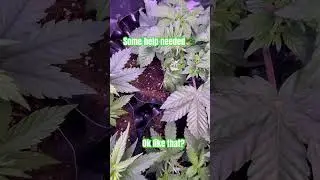 New grow attempt 🥦#weed #cannabiscommunity #grow #shorts