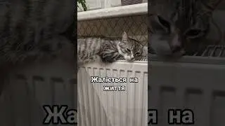 СКАРЖНИК #shorts #cat #котик #смешнойшортс #розваги #жалобы