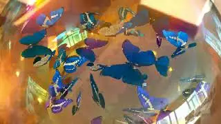 上から見たシャボン玉内のモルフォ蝶(lythwood_lounge) ／ Morpho butterflies inside a soap bubble seen from above