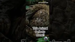 This Animal Rolls Into an Armored Ball!!