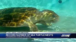 Sea Turtle nesting season is already off to a strong start