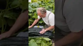 The land of big vegetables 😨 #shorts