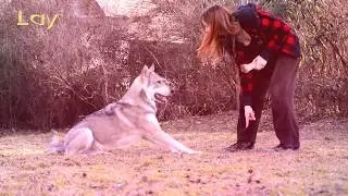 Saarloos Wolfdogs training for fun