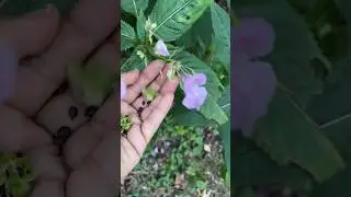 rose balsam, touch-me-not #plants #flowers #seeman #seeds #wildlife #plantcare #shorts #short