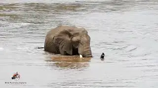 Bull elephant  crossing the Mara River as the crocodiles  and hippos watch