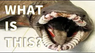 Unbelievable teeth! First video!
