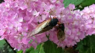 cicada bloom