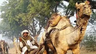 A camel cart will go home from the forest full loaded|जंगल से ऊँट गाड़ी भरी हुई घर जायेगी