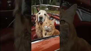 Let&rsquo;s go. #cat #dog