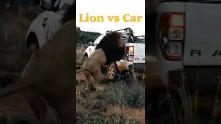 Lion vs Car😧
