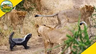 Why Are Honey Badgers So Fearless?