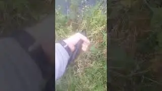 river lagan trout