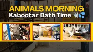 Animals Morning Routine 🌅🐾 | Kabootar Bath Time 🕊️✨ Hamare Dost Animals