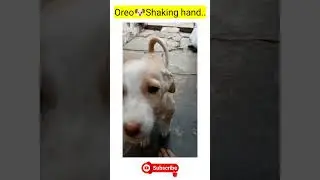 Cute Puppy Oreo🐶😍 | My pet.🐕 #straypuppy #petpuppy