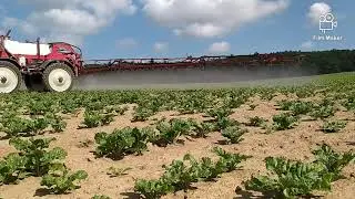 Agrifac ZA 3400 P / Oprysk buraka cukrowego 2021