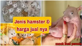 HARGA HAMSTER  BESERTA JENIS - JENIS HAMSTER 2024 .cocok buat usaha sampingan ‼️‼️