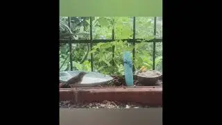  माझ्या खिडकितल्या चिऊ काऊ माऊ. खाऊ कसा खातात बघा.Tokiwave music. 