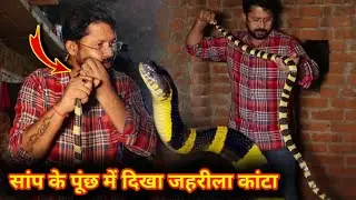 जहरीला सांप ने अपने जहरीले पूंछ से Bapi da को किया हमला 😱 आगे जो हुआ आप ही देखिए