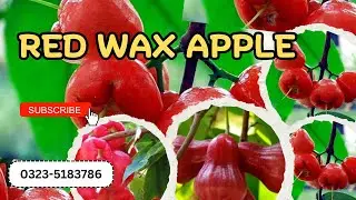 Red Wax Apple| Wax Apple| Red Water Apple| Rose Apple Farming| Jumbo Wax Apple| Growing Wax Apple