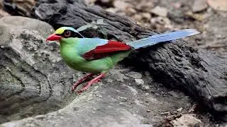Thailand Birding and Photography Trips 2019