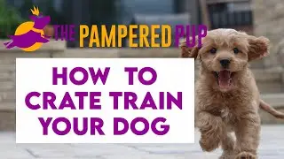 How to Crate Train A Puppy: Steps For Success