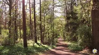 A Forest Meditation | Stand Tall & Ground Yourself | 10-minute guided Meditation