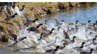 Massive Flock of Ducks Rushing into River - Spectacular Nature Moments (4K)| হাঁস পালন