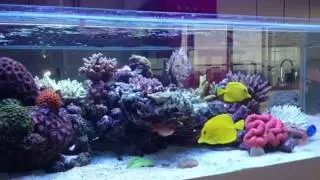 San's Shallow Reef