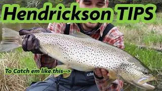 DRY FLY Hatch Fishing TIPS-Hendricksons