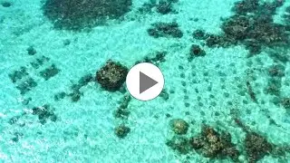 Reef Diving in Moorea, Tahiti - Adventure Guru