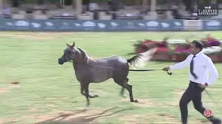 N 15 LULU EN   The Saudi National Championships 2025   Yearling Fillies Class 1A