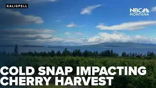 January cold spike causes cherry harvest problems