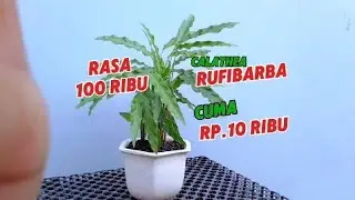 media tanam & Cara menanam tanaman calathea rufibarba
