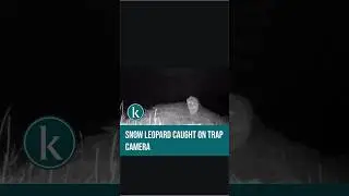 Snow leopard caught on trap camera in Kazakhstan
