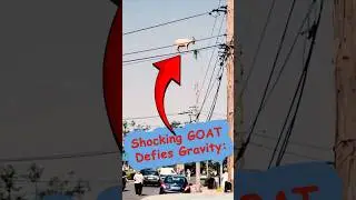 Shocking GOAT Defies Gravity: Eating Grass on a Skyscraper Cliff! #amazing #animals #unbelievable