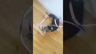 The Zipper Cat